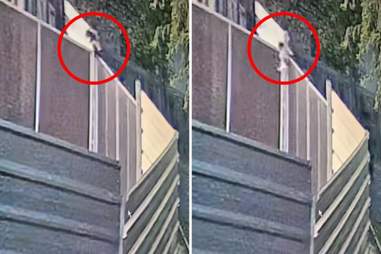 Keresik azt a két férfit, akik átdobtak a menhely kétméteres kerítésén két kutyakölyköt – videóval