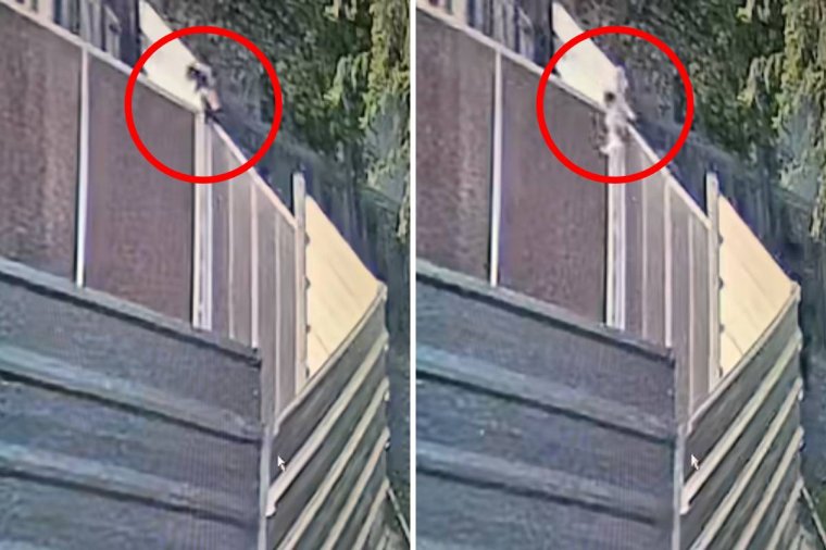 Keresik azt a két férfit, akik átdobtak a menhely kétméteres kerítésén két kutyakölyköt – videóval