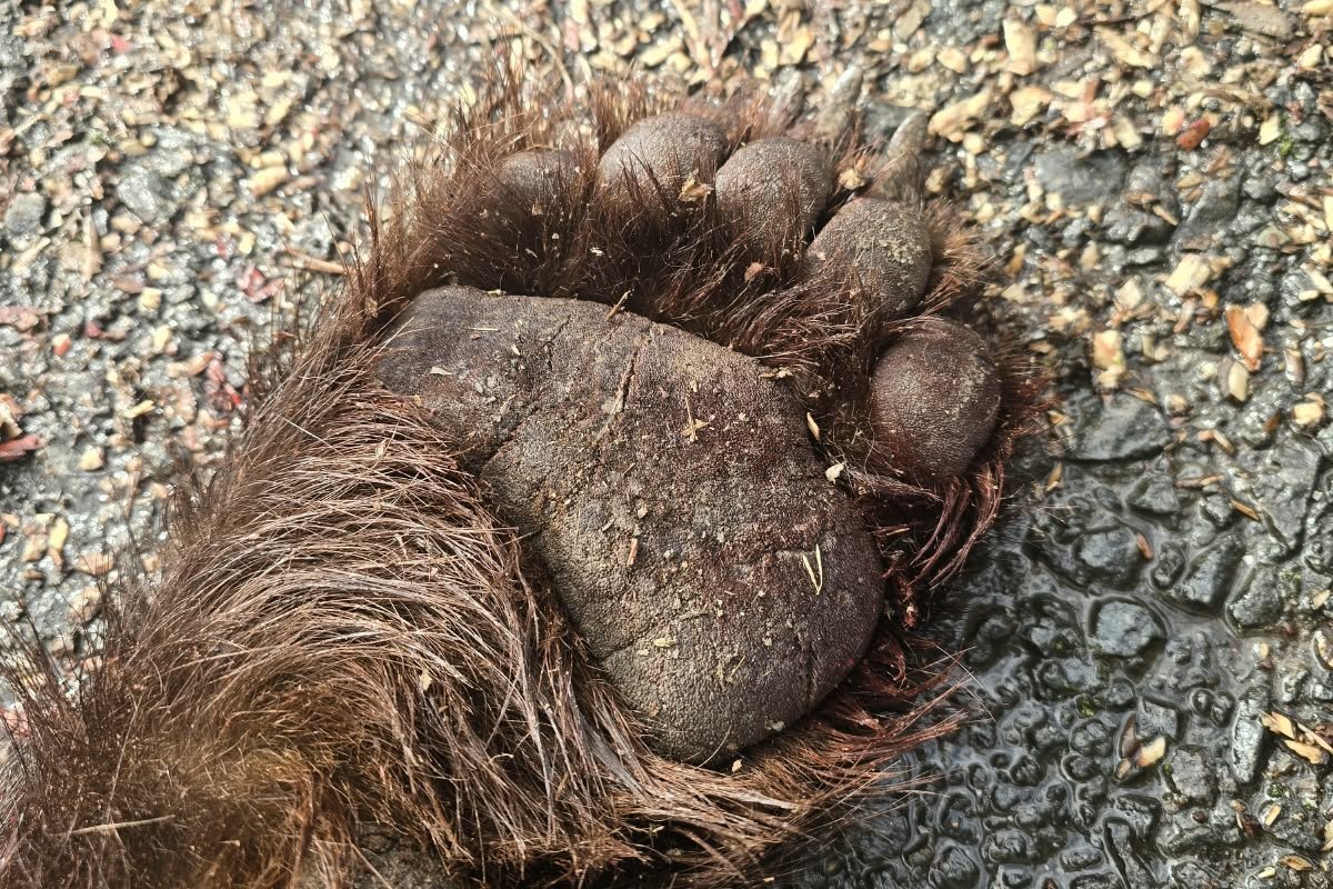 A vadászok kilőtték a veszélyesnek ítélt nagyvadat.