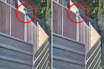 Keresik azt a két férfit, akik átdobtak a menhely kétméteres kerítésén két kutyakölyköt – videóval