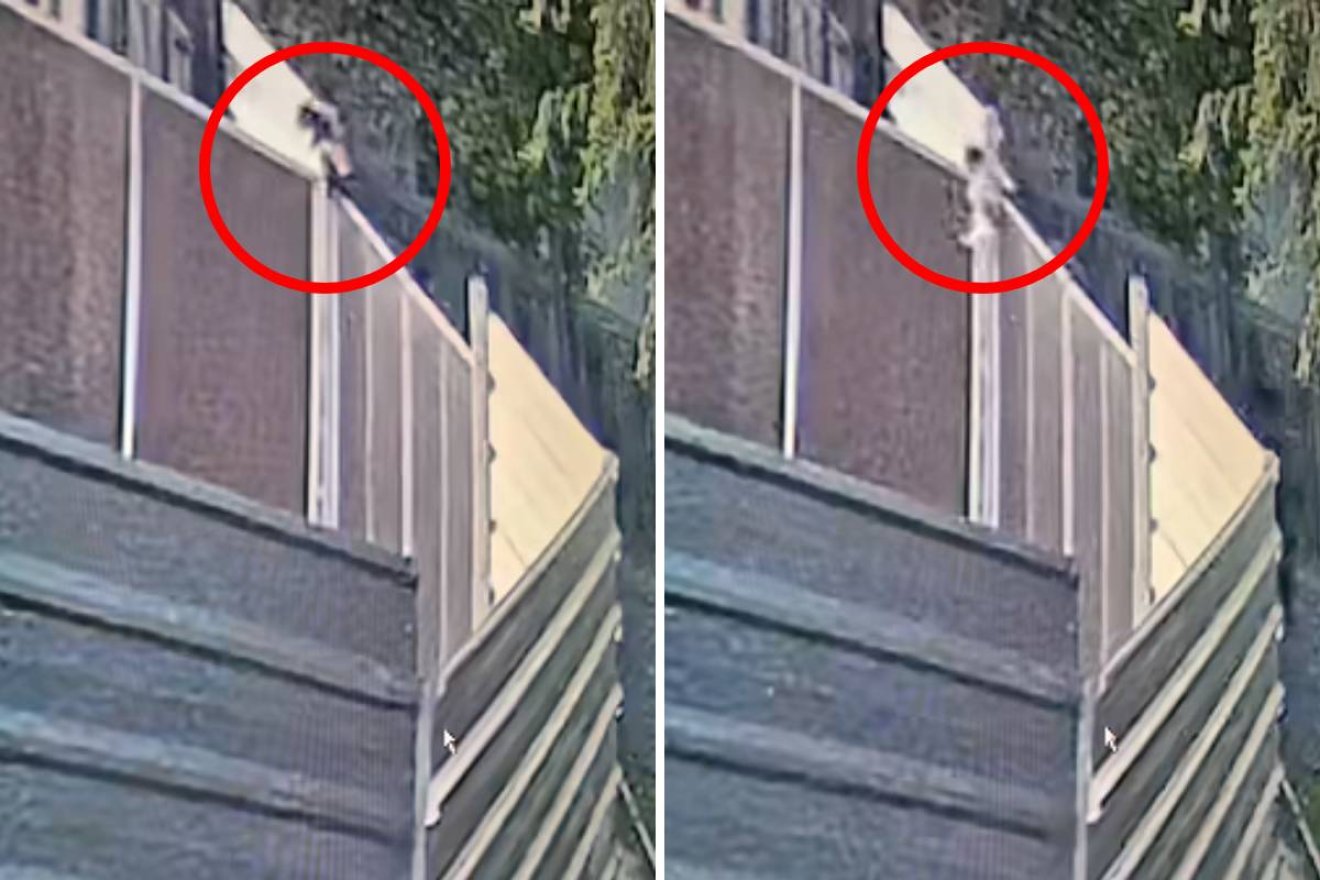 Keresik azt a két férfit, akik átdobtak a menhely kétméteres kerítésén két kutyakölyköt – videóval