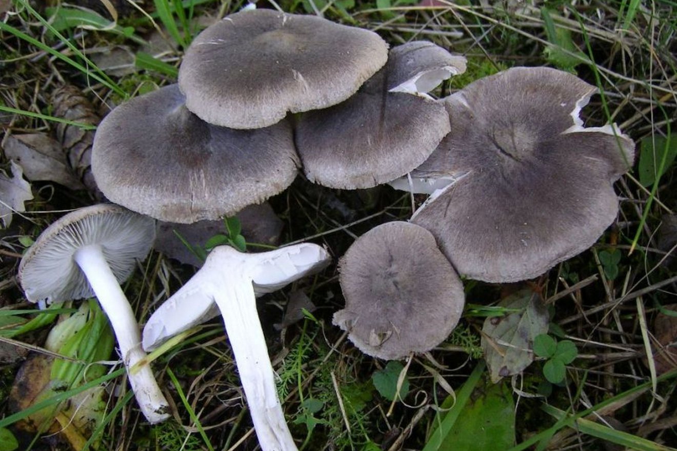 A fenyőpereszke fenyvesben...