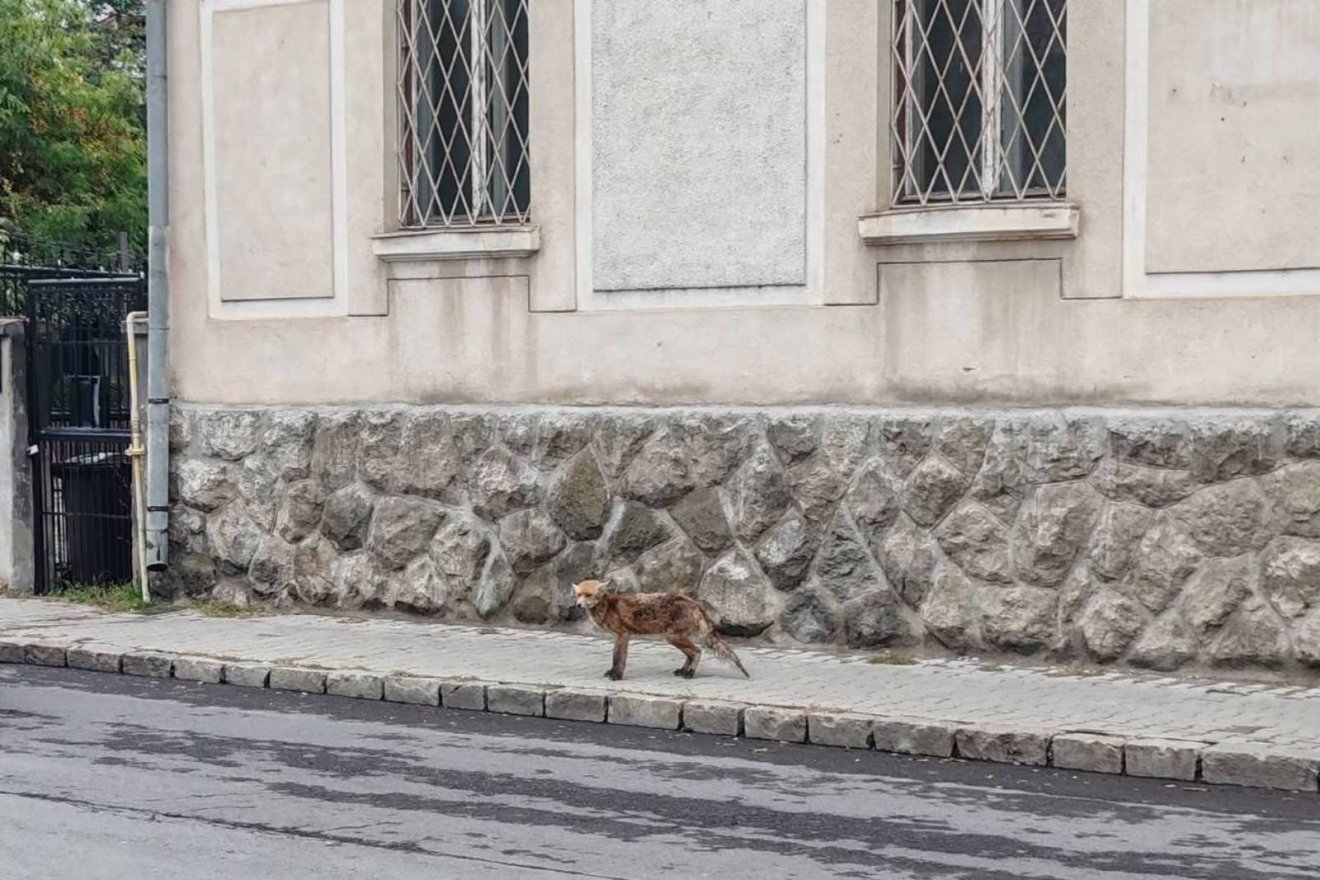 Fényes nappal kóricált a róka Csíkszereda utcáin