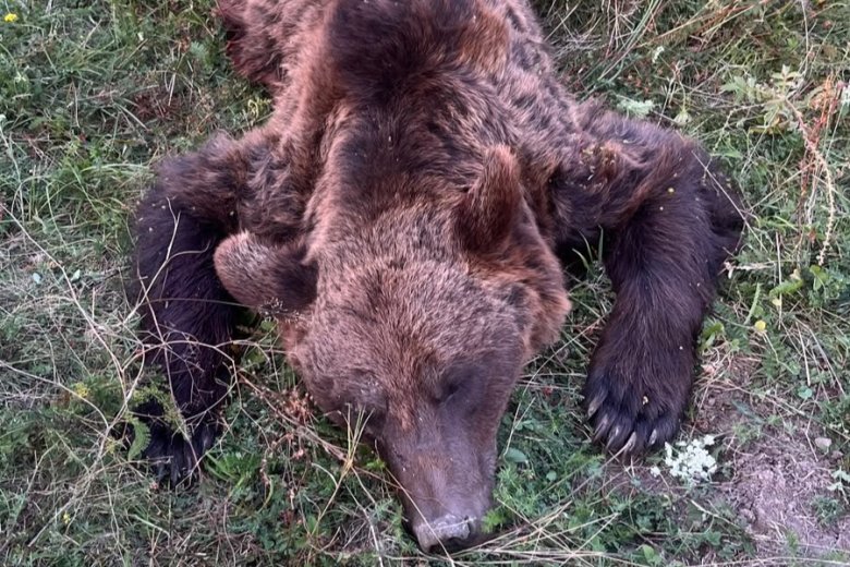 Kilőtték az emberre támadó, homoródmenti medvét