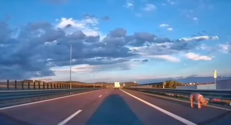 Utánfutóról ugrott ki egy disznó az autópályán