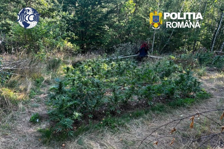 Nyírfásban bukkantak rá egy kannabiszültetvényre Háromszéken