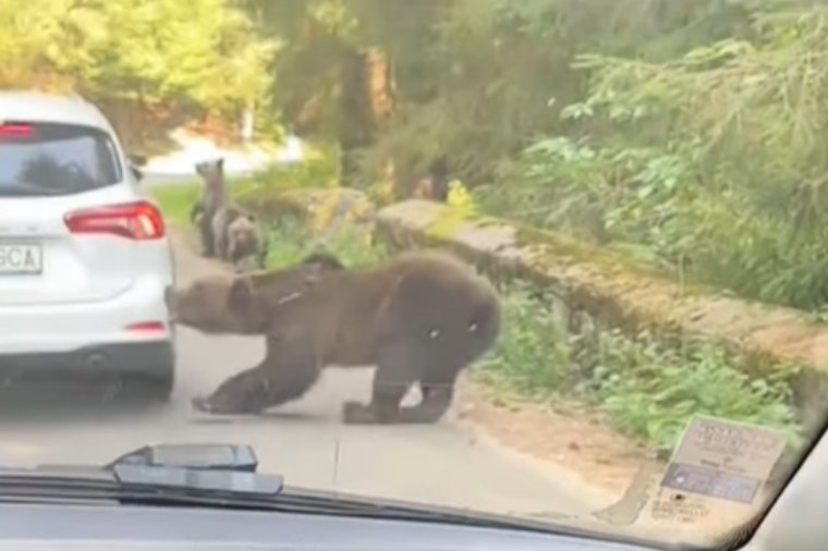 Már az autók sincsenek biztonságban: lökhárítót tépett le egy medve a Transzfogarason – videóval