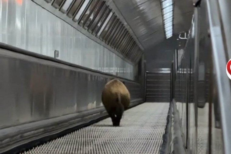 Vaddisznó szaladt le a budapesti metróba, felszállt az egyik kocsira, majd kilőtték – videóval