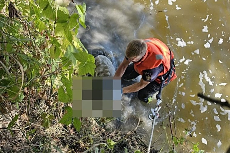 Több tucat juhot kellett kimenteni a Marosból