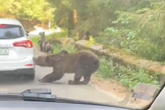 Már az autók sincsenek biztonságban: lökhárítót tépett le egy medve a Transzfogarason – videóval