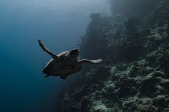 Újabb fürdőzőt harapott meg egy teknős Horvátországban, és mindig ugyanúgy támad