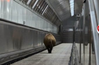 Vaddisznó szaladt le a budapesti metróba, felszállt az egyik kocsira, majd kilőtték – videóval
