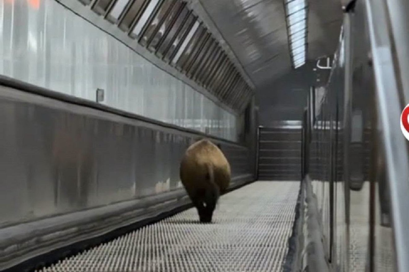 Vaddisznó szaladt le a budapesti metróba, felszállt az egyik kocsira, majd kilőtték – videóval