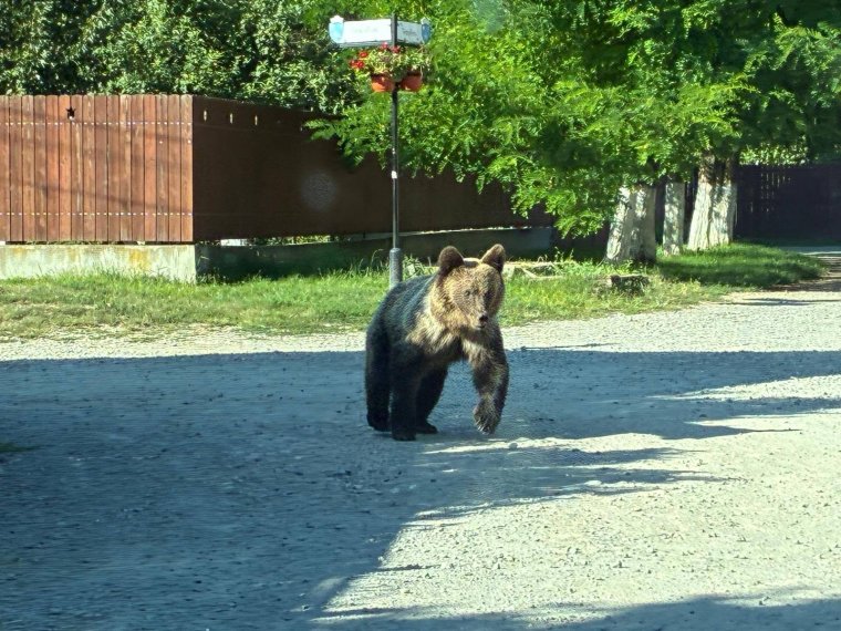Gazdák kontra vadkárok: rugalmasabb uniós szabályokat akar Bukarest