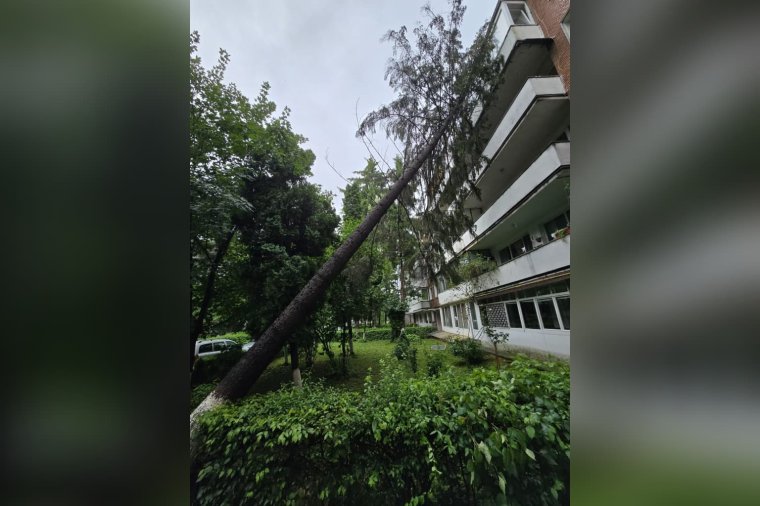 Tömbházra dőlt egy fenyőfa Szászrégenben