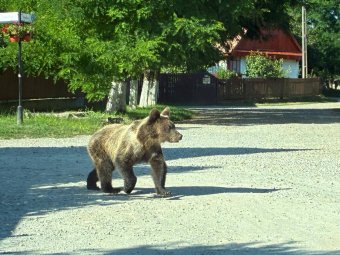 Fiatal medve járt be Felsőboldogfalvára