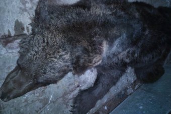 Hat bárányt pusztított el egy medve, kilövése mellett döntöttek