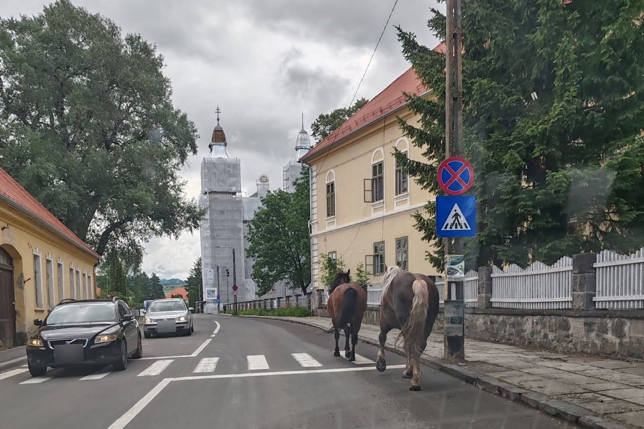 Elszabadult lovak vágtáztak Csíkszereda utcáin – videóval