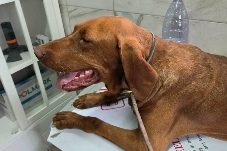 Örökbefogadhatóvá vált az erdőben sorsára hagyott, kikötött vizsla