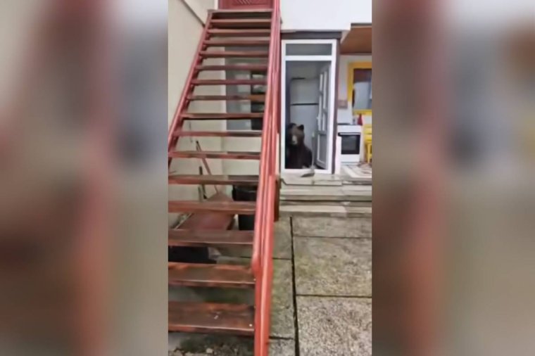 A házban lőtték ki az anyamedvét, bocsait Hargita megyébe hoznák – videóval