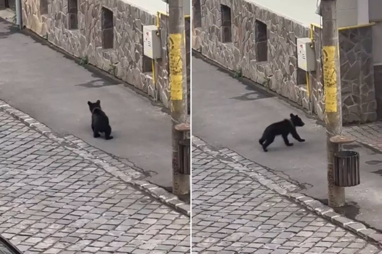 Medvebocs Székelyudvarhely központjában – videóval