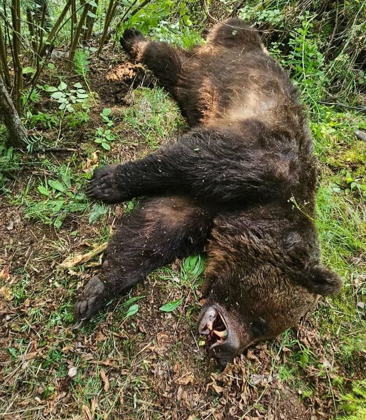&bullet;  Fotó: Balánbánya Polgármesteri Hivatala