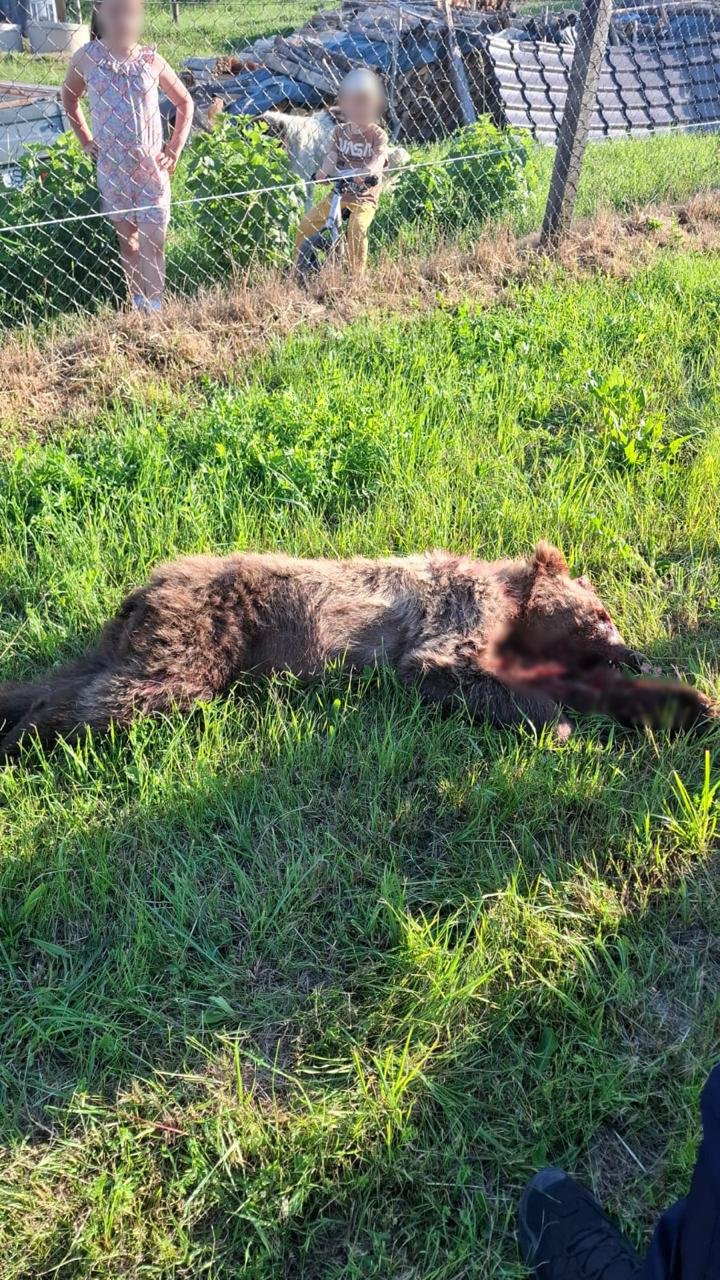 Szerencsére nem támadt rá a gyerekekre a nagyvad