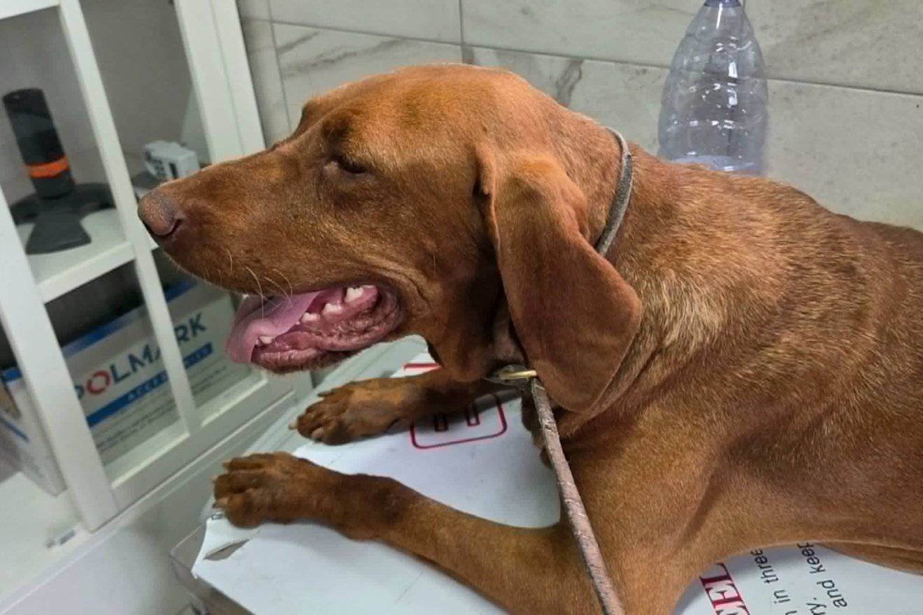 • Fotó: Forró Béla/Facebook