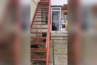 A házban lőtték ki az anyamedvét, bocsait Hargita megyébe hoznák – videóval