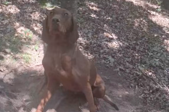 Az erdőben kikötött, a hőségben sorsára hagyott kutyát mentettek a kézdi állatvédők