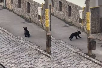 Medvebocs Székelyudvarhely központjában – videóval