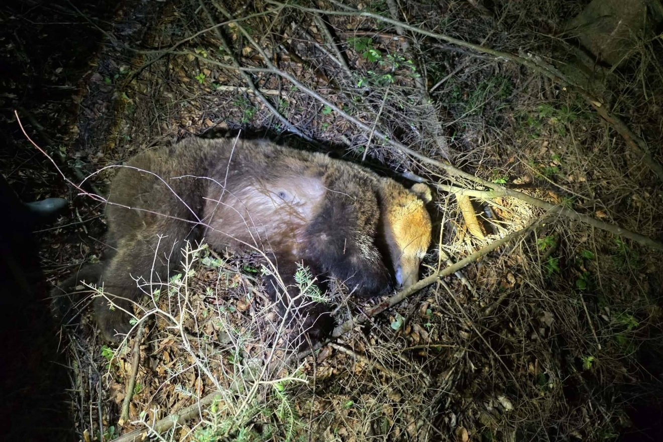 A polgármesternek is futnia kellett, amikor rájuk rontott a medve
