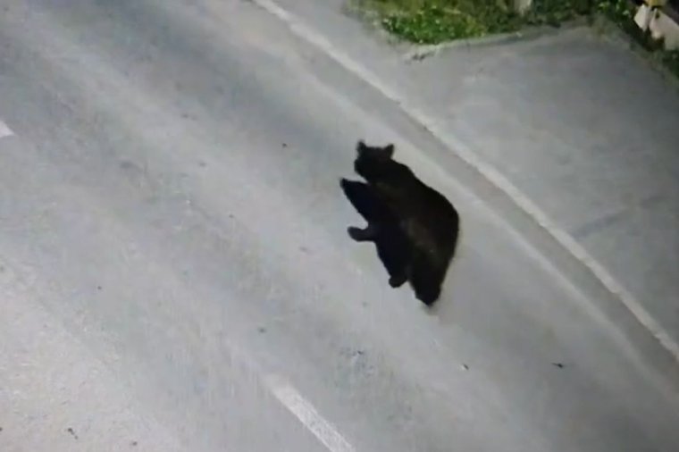 Ösztön? A városban is a Fások utcát kereste a medve – videóval