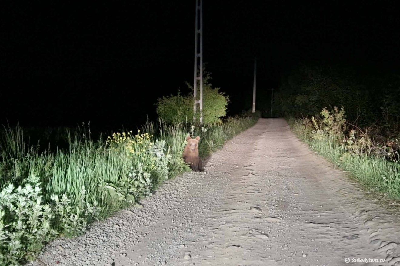 A bokros, sűrű növényzettel benőtt területeken elrejtőzhetnek a medvék
