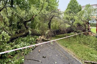 Kidőlt éjjel egy idős fa a csíkszeredai központi parkban