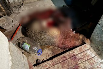 Pincében lőtték ki a garázdálkodó medvét