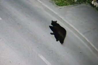 Ösztön? A városban is a Fások utcát kereste a medve – videóval