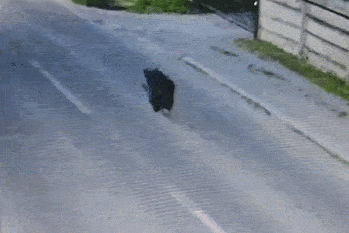Ösztön? A városban is a Fások utcát kereste a medve – videóval