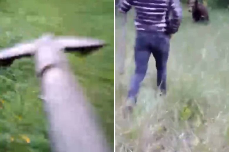 Lapáttal hajtotta el a medvét egy férfi, a csendőrség is megszólalt – videóval