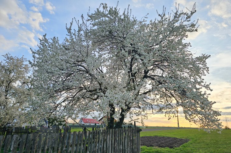 Az ilyenkor megszokottnál hűvösebb időjárás várható a május elsejei hétvégén – Mutatjuk, mikor érkezik a felmelegedés