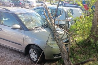 Kiszáradt fa dőlt egy autóra Székelyudvarhelyen