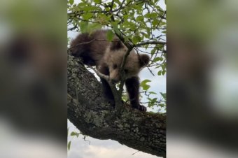 Bőgött a medvebocs, amikor a nyakánál fogva lelógatták a fáról, de ez volt a megmentésének az ára – videóval