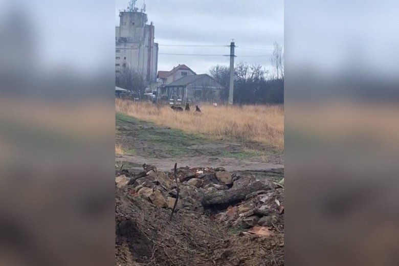 Nem nézte az akadályt a kétbocsos anyamedve, amikor elkergették Kézdivásárhelyen – videóval