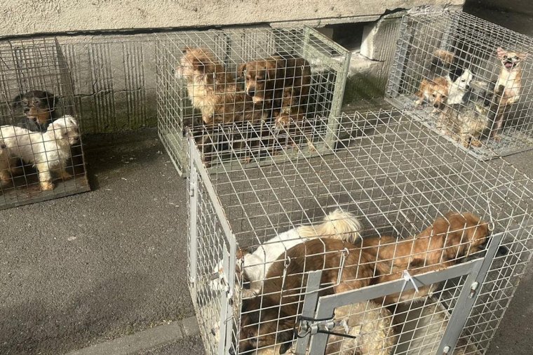 Nyomorúságos körülmények: huszonöt kutyát zsúfoltak össze egy bukaresti tömbházlakásban – fotókkal