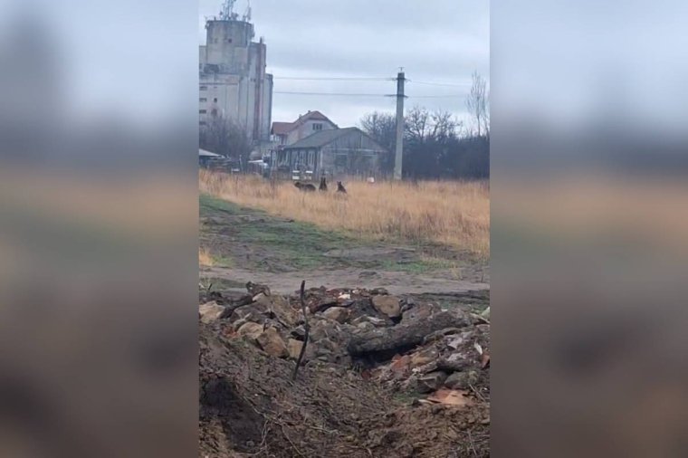 Nem nézte az akadályt a kétbocsos anyamedve, amikor elkergették Kézdivásárhelyen – videóval