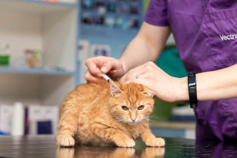 Akadnak oltásellenes gazdik Hargita megyében