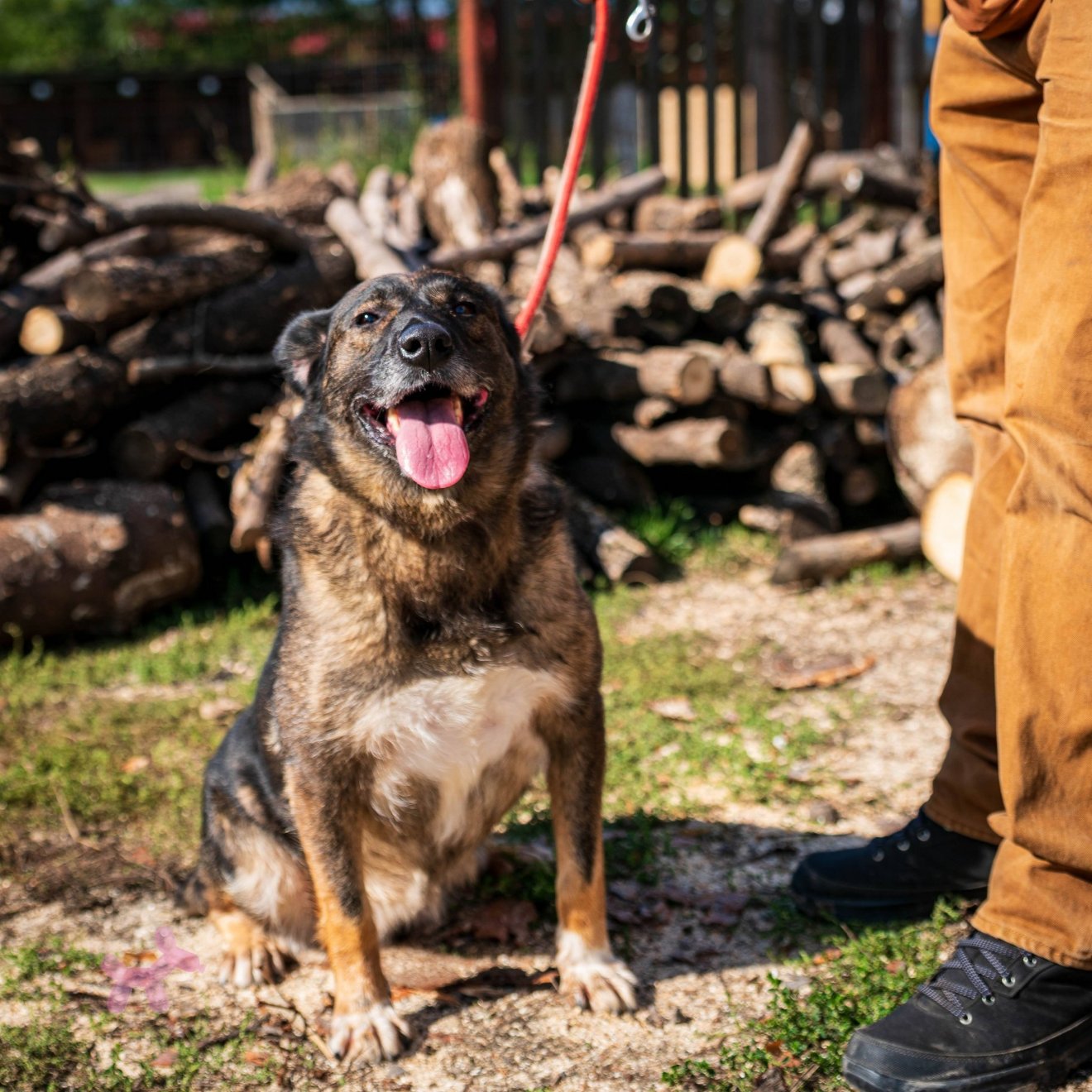 Márciusban 25 kutya hagyhatta el a szépmezői menhelyet
