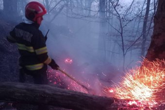 Nehezen megközelíthető területen csaptak fel a lángok, az erdőt is veszélyezteti a tarlótűz