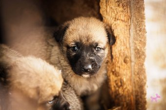 Nyílt nap a szépmezői kutyamenhelyen