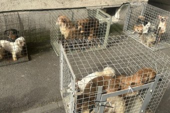 Nyomorúságos körülmények: huszonöt kutyát zsúfoltak össze egy bukaresti tömbházlakásban – fotókkal
